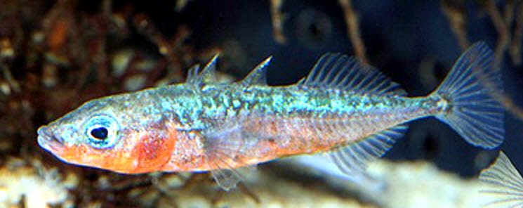 Gasterosteus aculeatus aculeatus_04.jpg